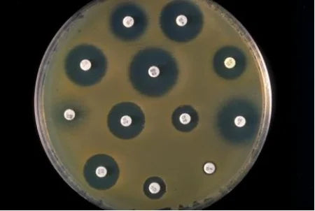 The Subtle Beauty of Bacillus Subtilis (Part III)