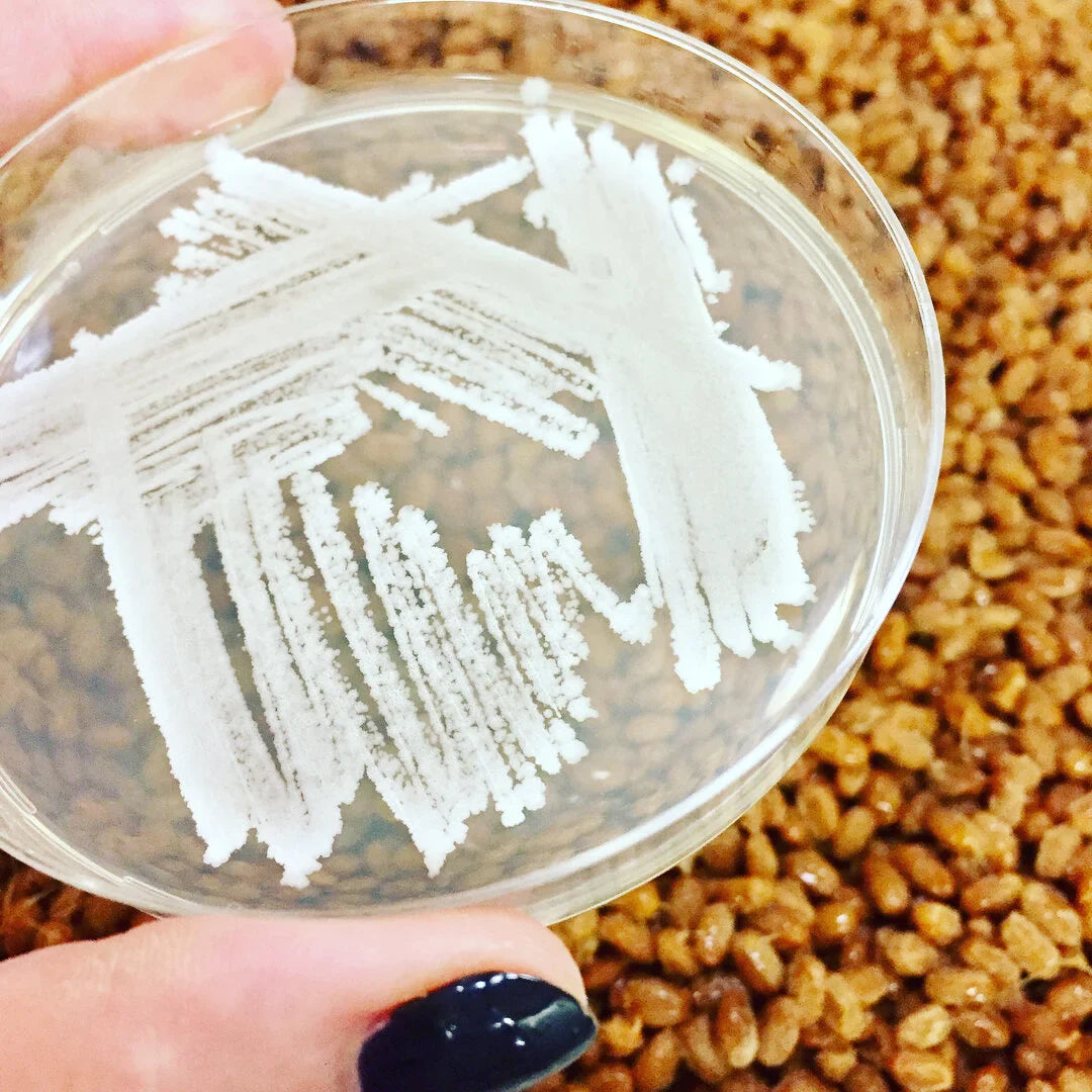 Natto & the Science of Vitamin K2