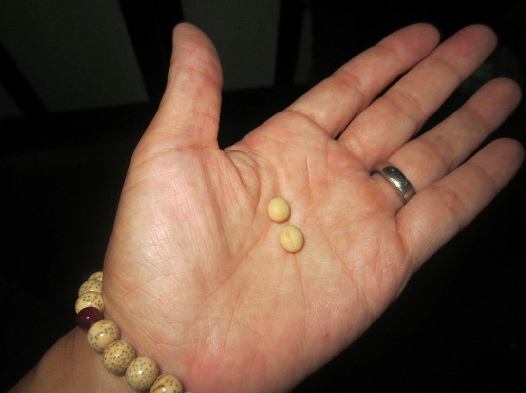 Natto master (Birth of NYrture New York Natto. Part III)