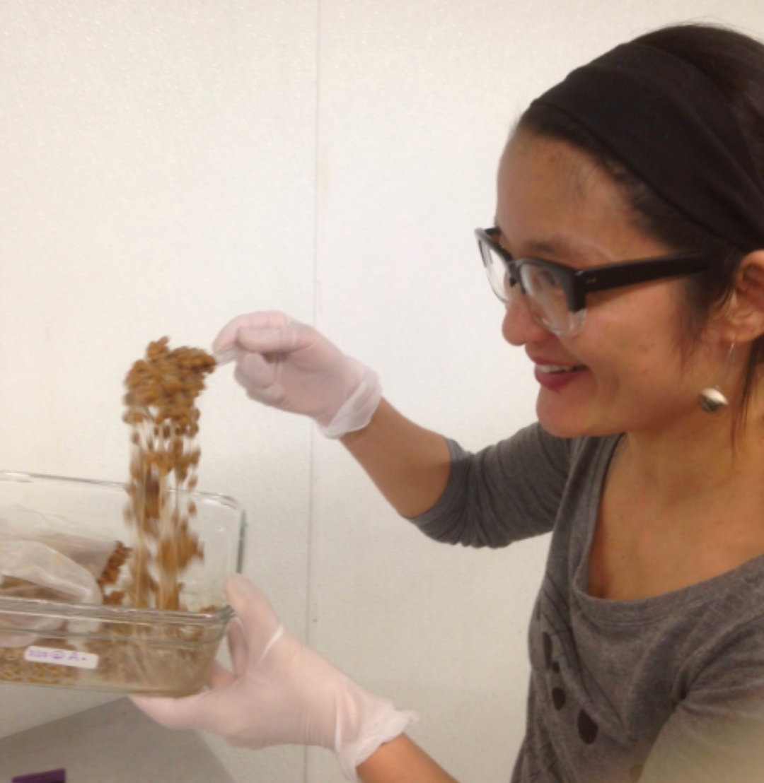 Natto grows in New York (Birth of NYrture New York Natto. Part V)